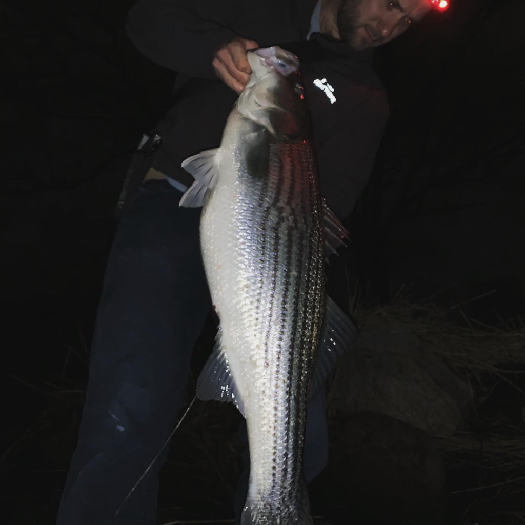 How to catch Striped Bass on Albie Snax 